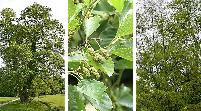L'Aulne : La douceur rosée des bords de rivière