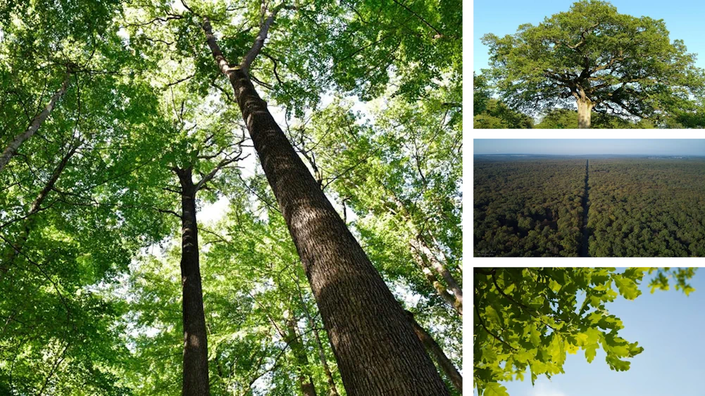 Le Chêne : essence noble par excellence des forêts du Massif central