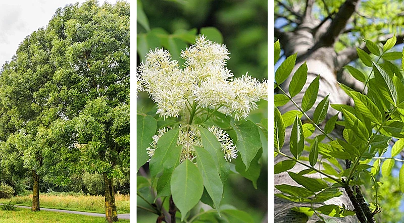 Le Frêne : L'élégance claire des forêts du Massif Central