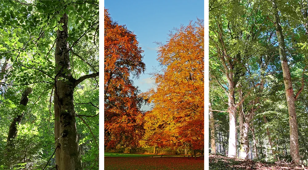 Le Hêtre : la force tranquille des forêts du Massif central