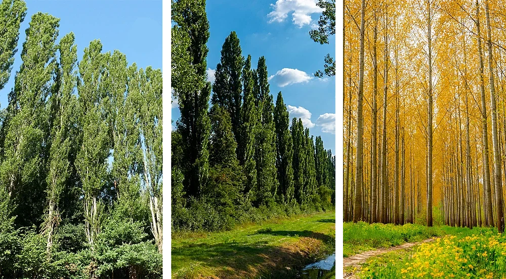 Le Peuplier : la légèreté des plaines et vallées en Bois Massif