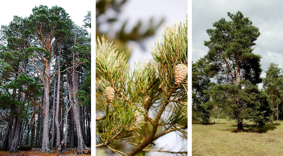 Le Pin Sylvestre : bois de Caractère des Forêts du Massif Central