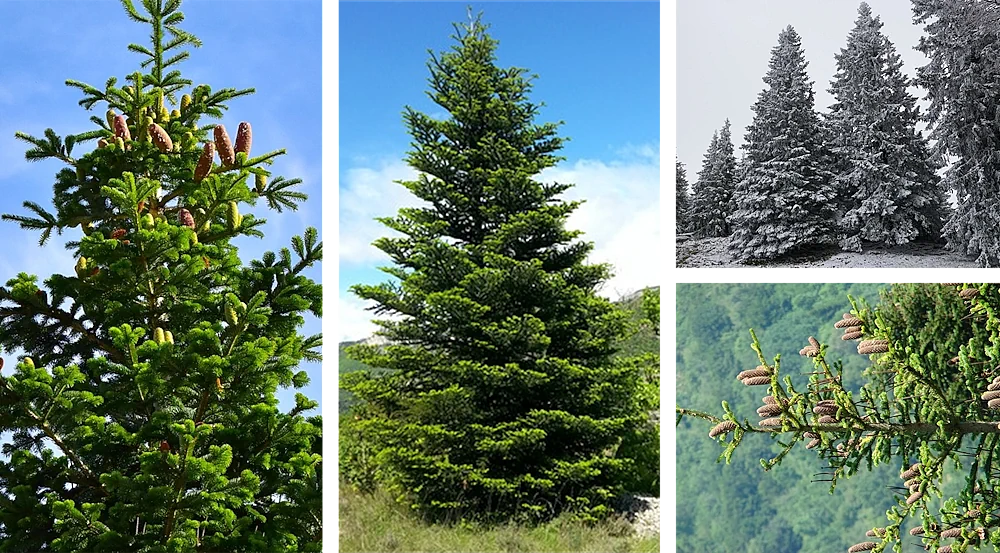 Le Sapin : lumière délicate des Forêts d'Altitude du Massif central
