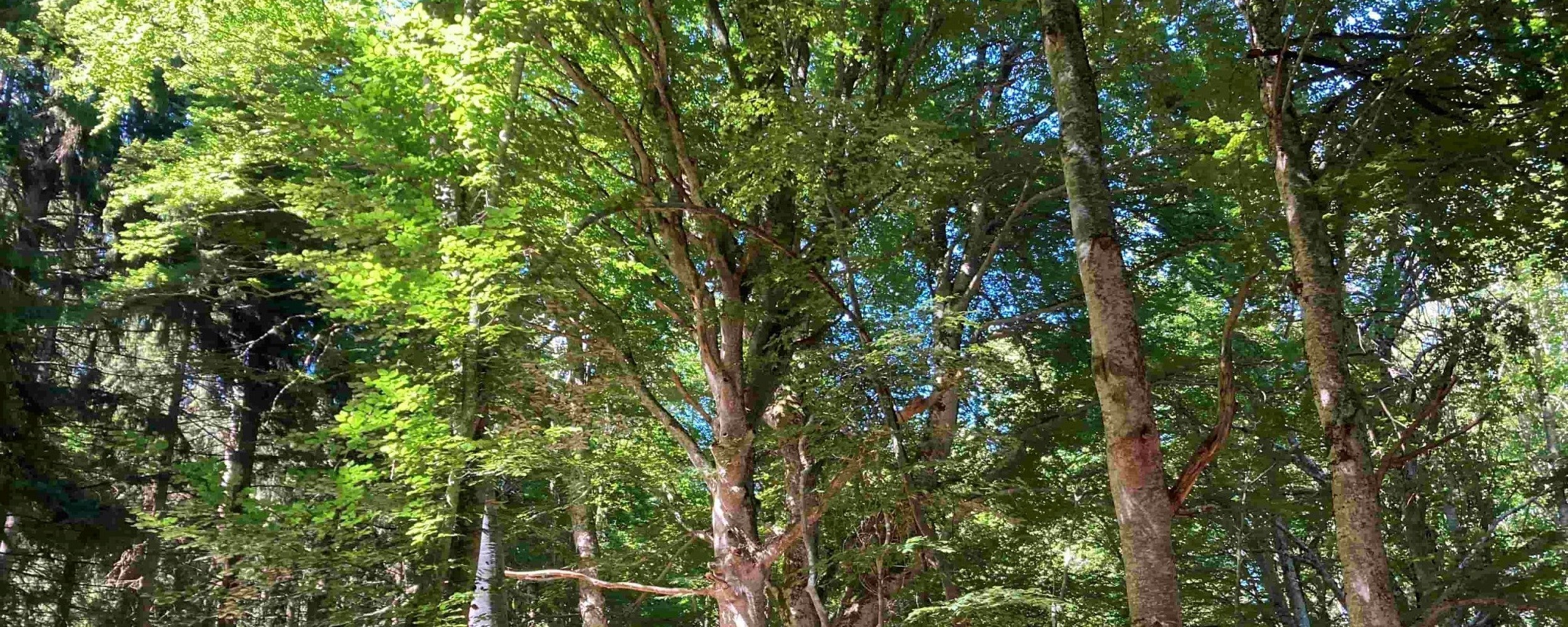 Forêt de hêtres proche du puy de Mercoeur, photo MVE
