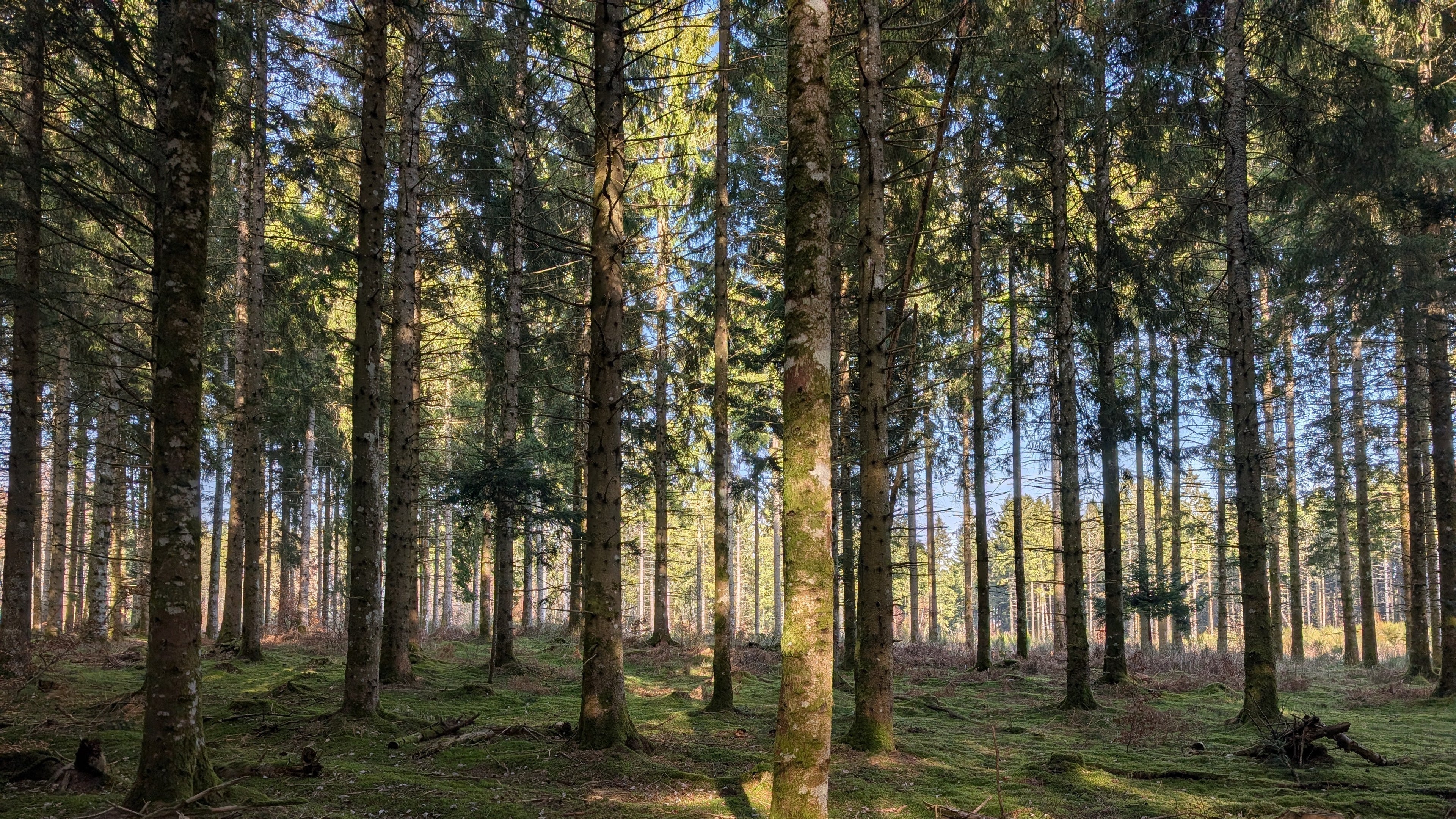 Le Sapin blanc ou pectiné