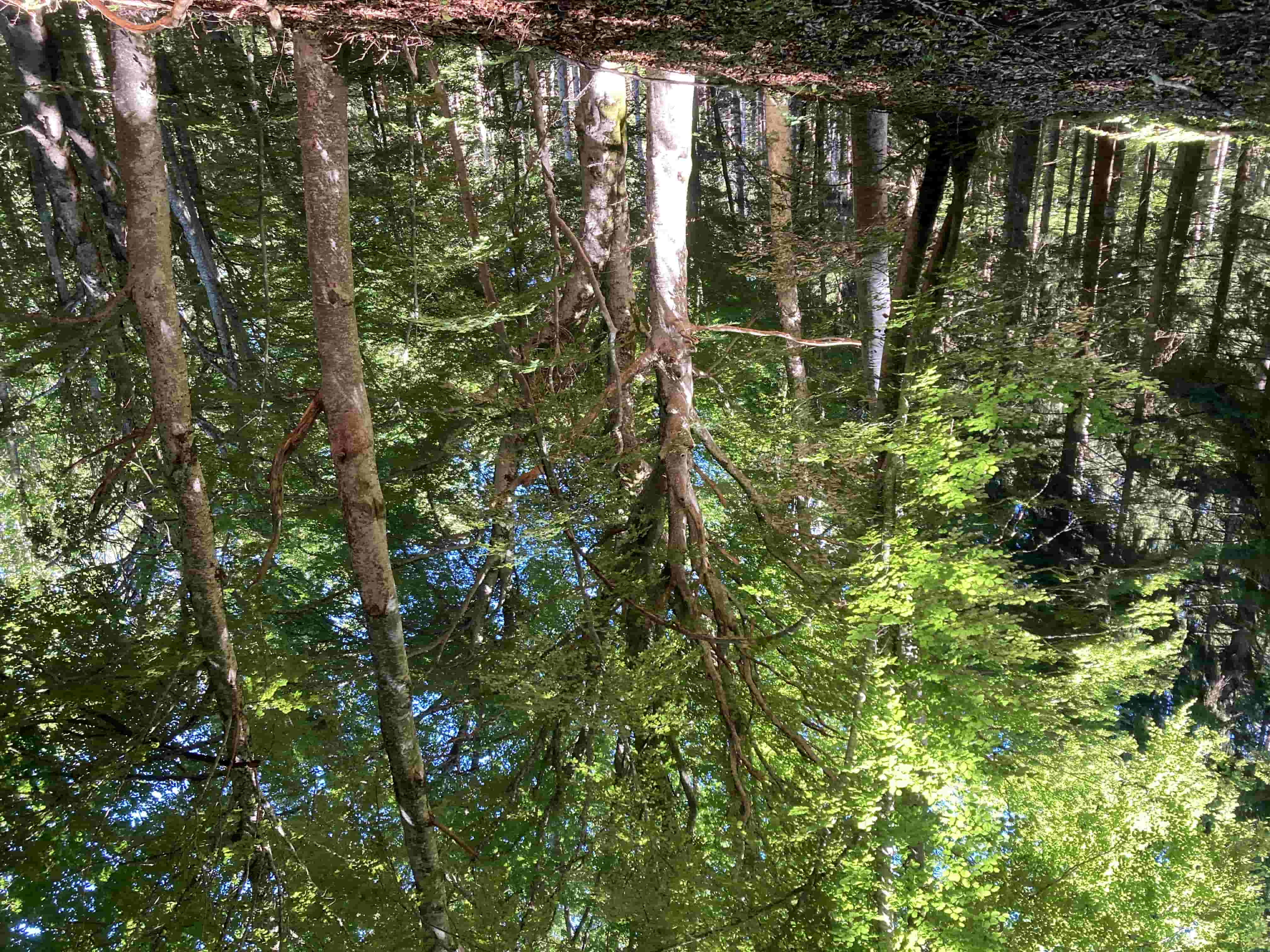 Hêtraie proche du puy de Mercoeur