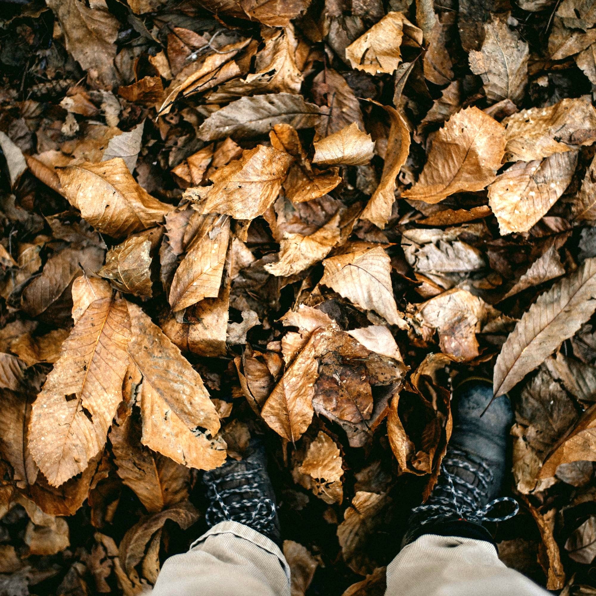 Joie d'avoir les pieds dans les feuilles