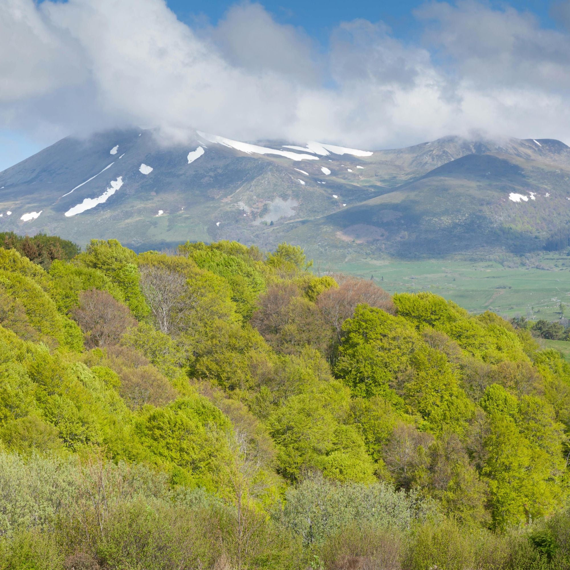 Massif du Sancy, forêt mélangée