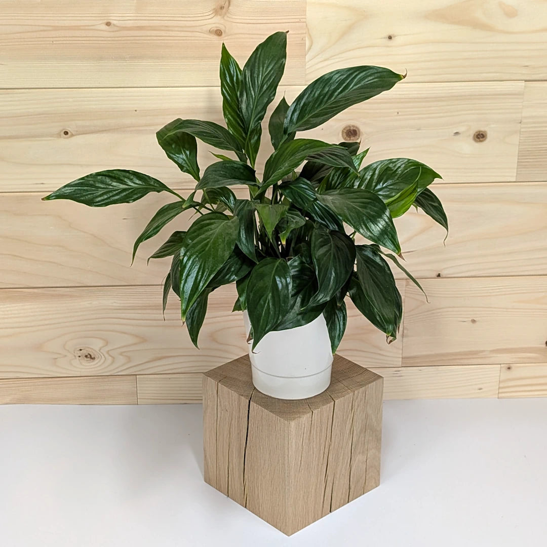 L'Equilibre – Cube en chêne massif 17 cm