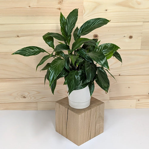 L'Equilibre - Cube en Chêne massif 17cm