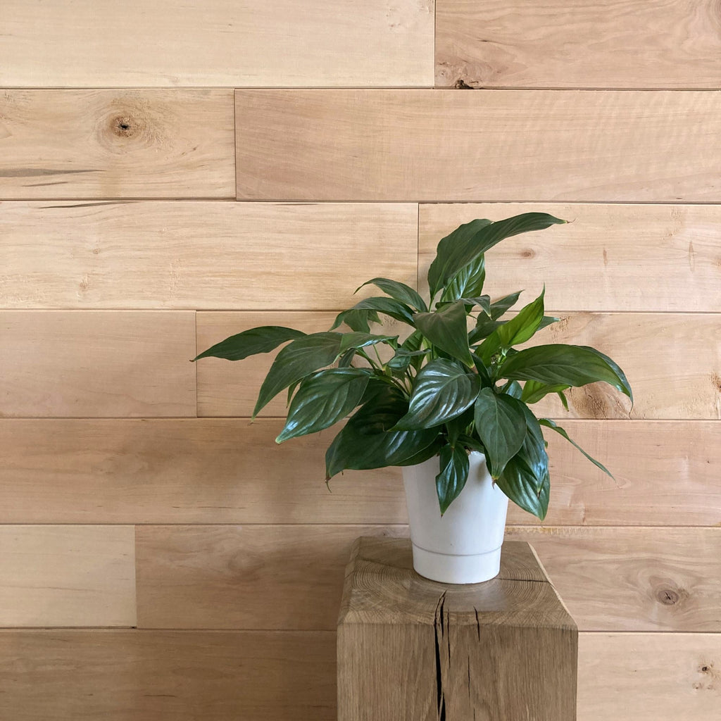 Lambris Aulne massif, Elégance, 16mm